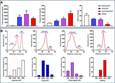 Pathological Investigations of Intracranial Atherosclerosis Using Multiple Hypercholesterolemic Rabbit Models